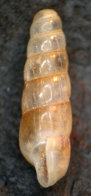 Acicula benoiti (Bourguignat, 1864)