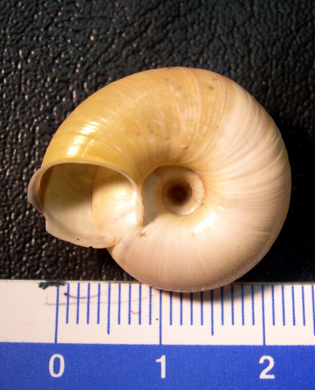 Chilostoma (Chilostoma) cingulatum anconae(Gentiluomo, 1868)