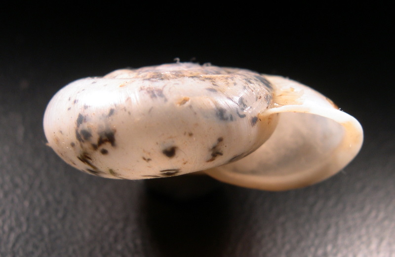 Chilostoma tiesenhauseni (Gredler, 1889)