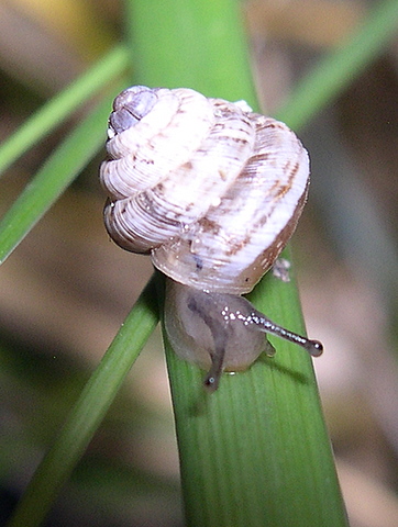 Polloneriella contermina  (Pfeiffer, 1848)