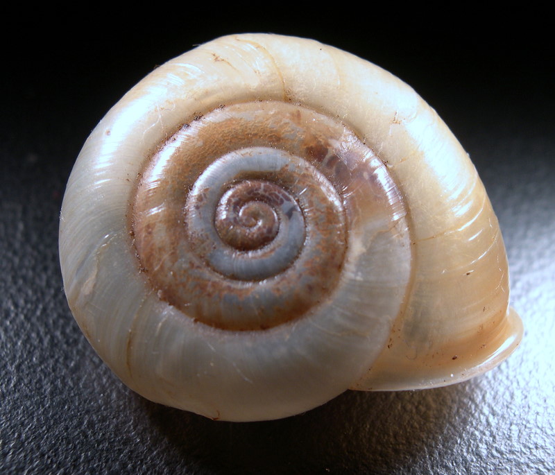 Chilostoma tiesenhauseni (Gredler, 1889)