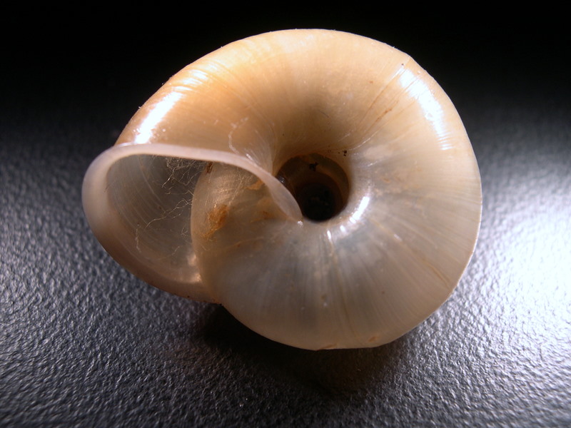 Chilostoma tiesenhauseni (Gredler, 1889)