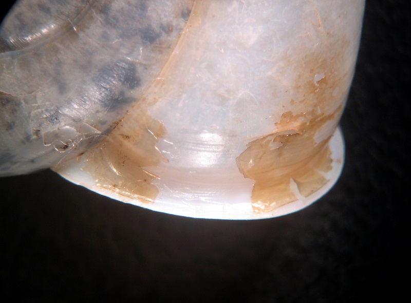 Chilostoma tiesenhauseni (Gredler, 1889)