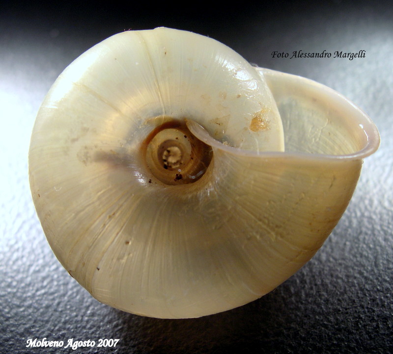 Chilostoma tiesenhauseni (Gredler, 1889)