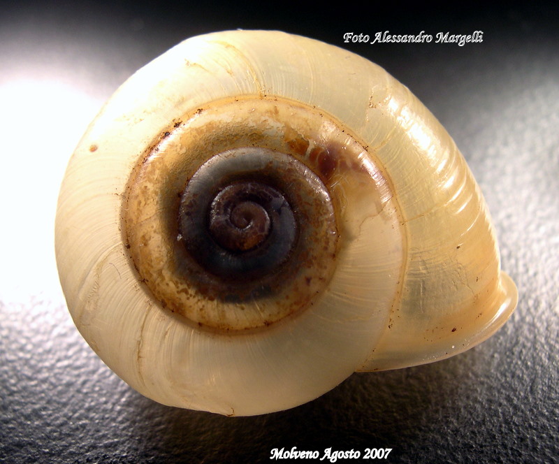 Chilostoma tiesenhauseni (Gredler, 1889)