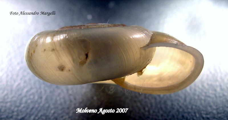 Chilostoma tiesenhauseni (Gredler, 1889)