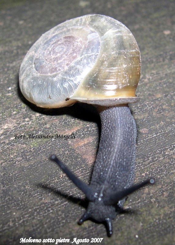 Chilostoma tiesenhauseni (Gredler, 1889)