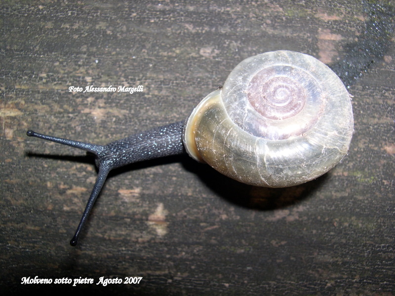 Chilostoma tiesenhauseni (Gredler, 1889)
