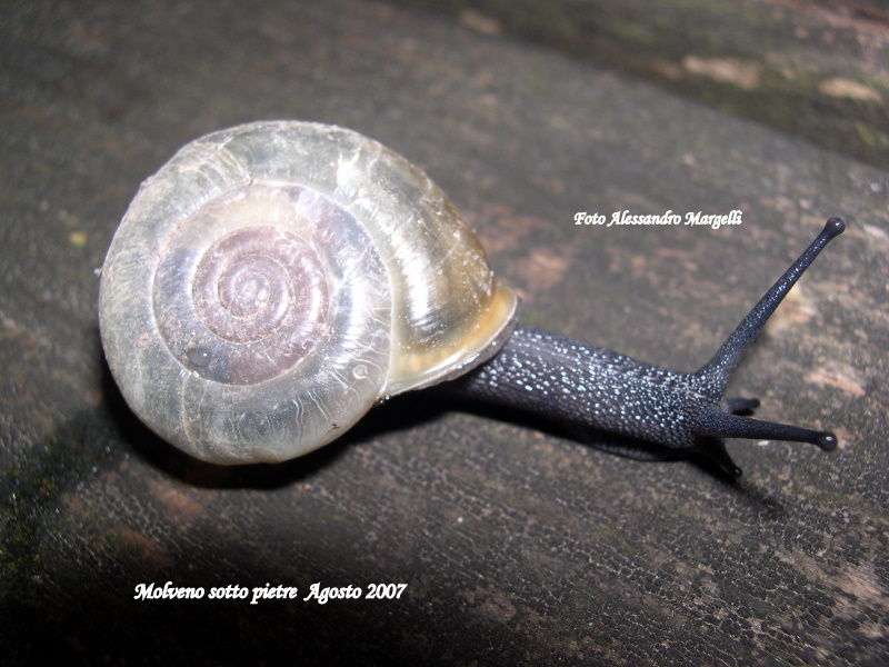 Chilostoma tiesenhauseni (Gredler, 1889)