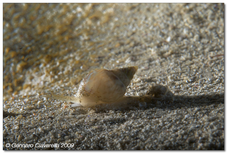 Nassarius (Sphaeronassa) mutabilis