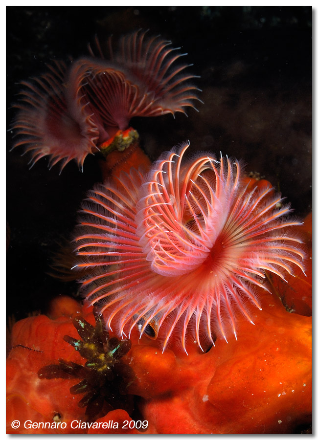 Serpula vermicularis