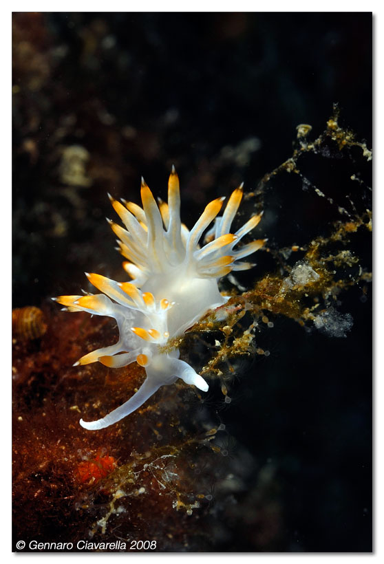 Flabellina babai Schmekel, 1973