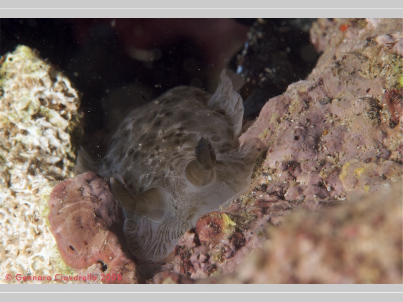 Dendrodoris grandiflora