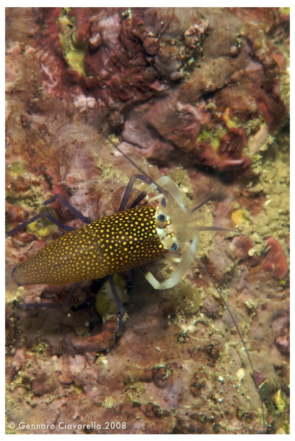 Crostacei del Mediterraneo