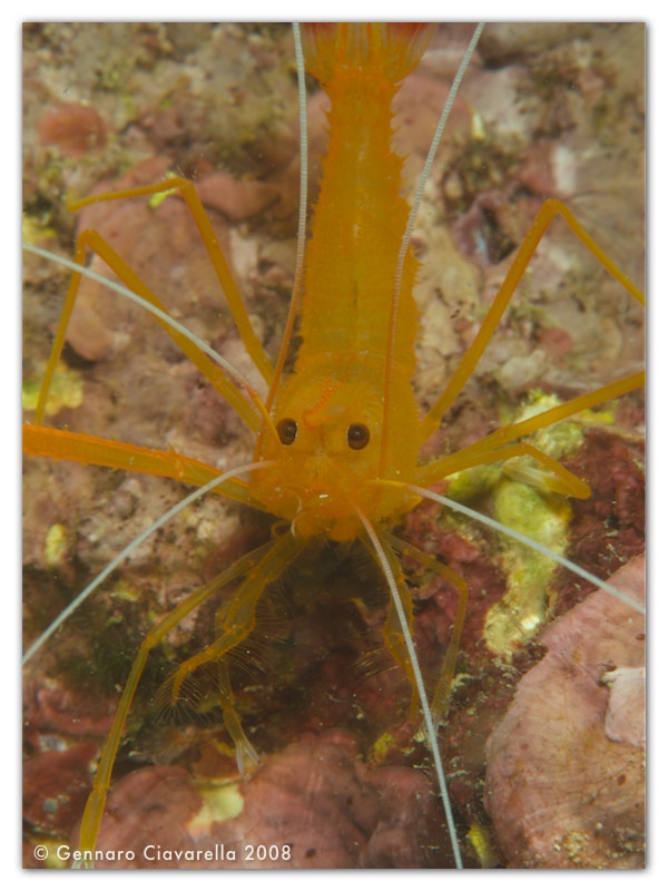 Crostacei del Mediterraneo