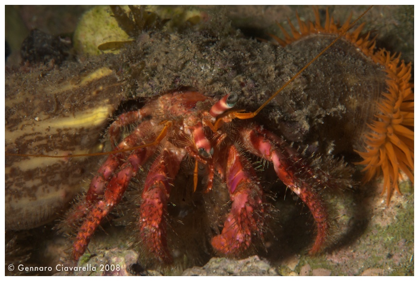 Crostacei del Mediterraneo