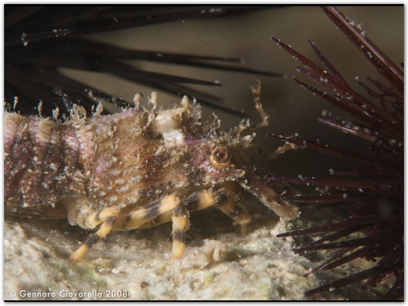 Crostacei del Mediterraneo