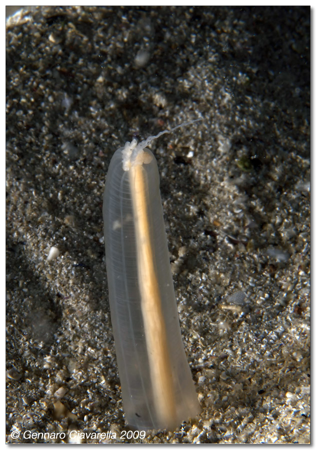 Halcampoides purpurea