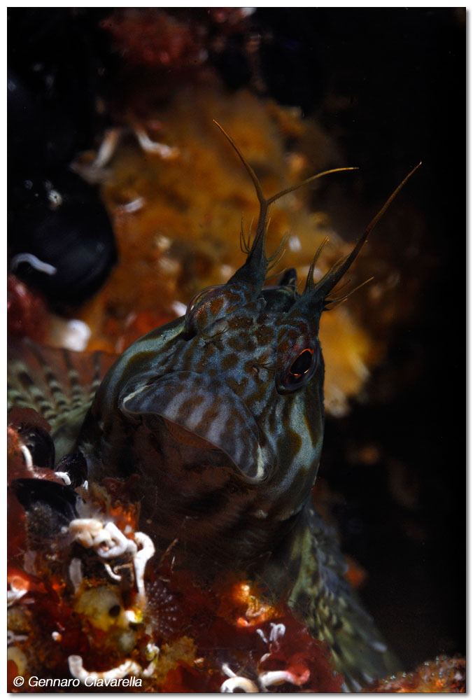 Hypleurochilus bananensis
