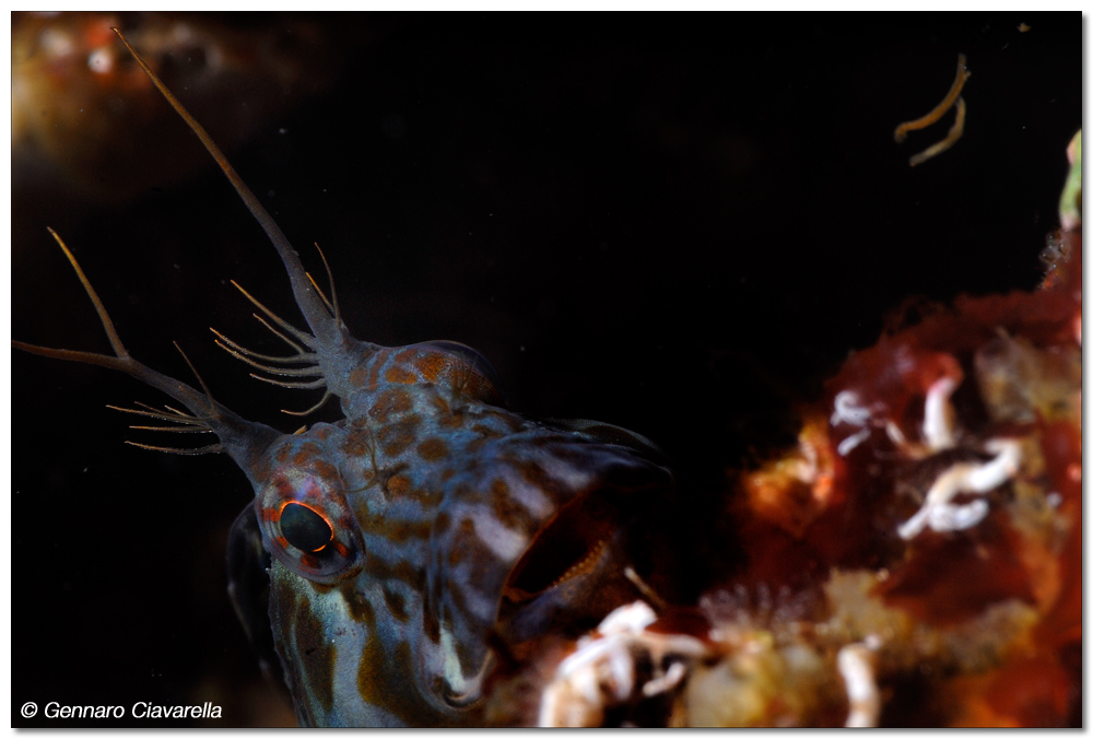Hypleurochilus bananensis