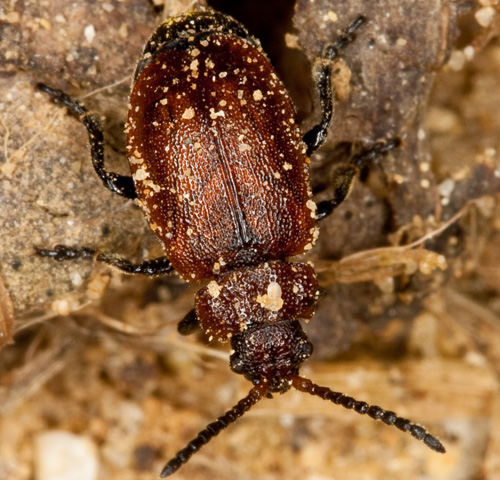 galeruca rufa Siciliana??