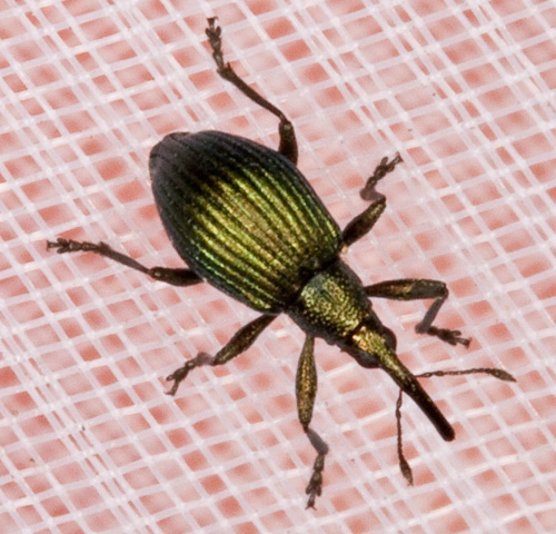 Da identificare - Curculionidae