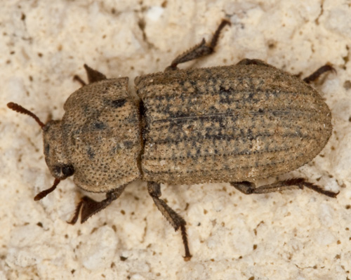 Da identificare - Tenebrionidae