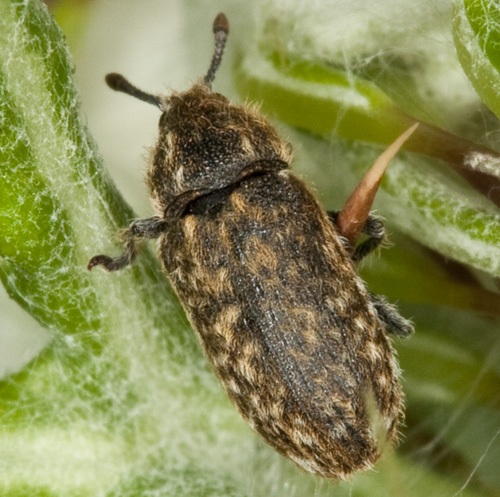 Da identificare... Rhinocyllus conicus