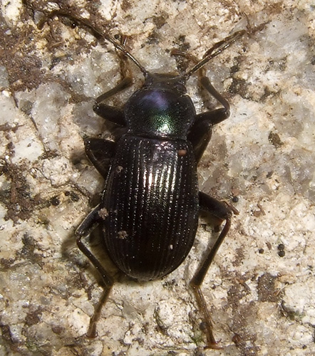 Carabidae(?) da identificare. No, Tenebrionidae