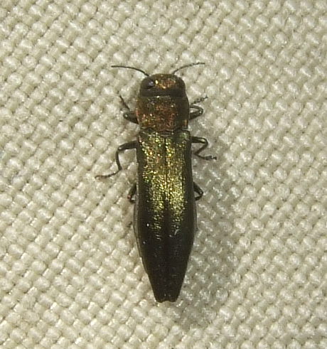 Da identificare - Buprestidae: Agrilus