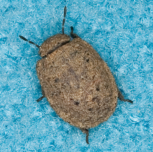 Scutelleridae: neanide di Irochrotus sp.