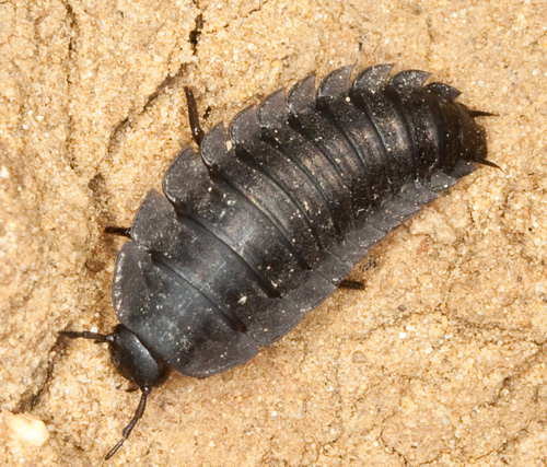 Larva da identificare: Silphidae