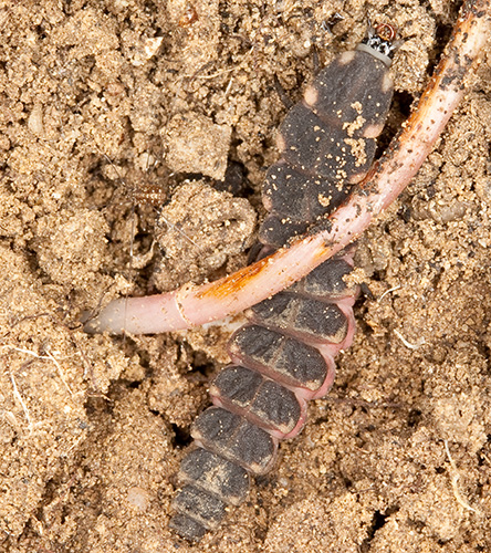 Larva da identificare - Lampyridae: Lampyris ambigena