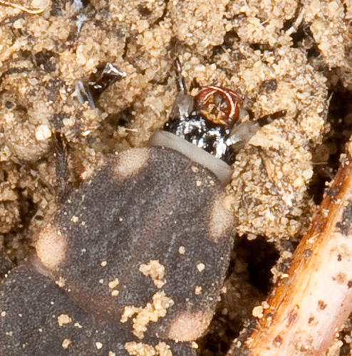 Larva da identificare - Lampyridae: Lampyris ambigena