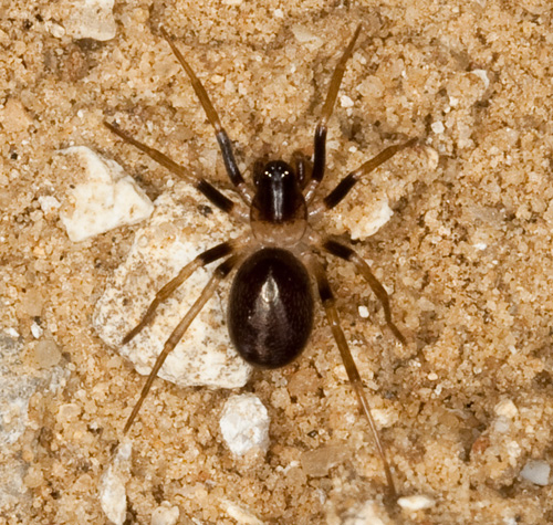 Zodarion sp.