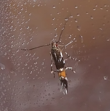 Da identificare - Cosmopterix pulchrimella