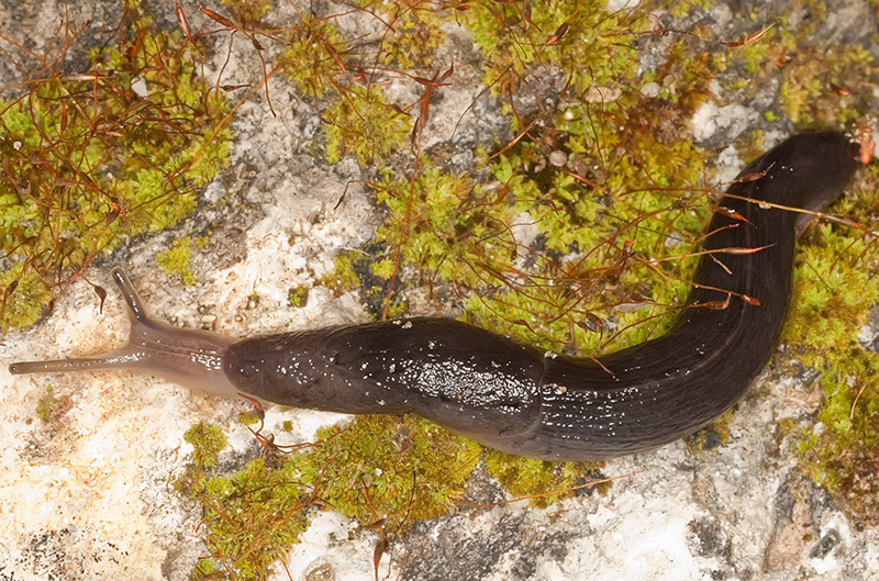 Limax sp? da identificare