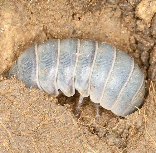 Da identificare - Oniscidea
