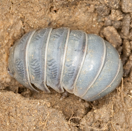 Da identificare - Oniscidea