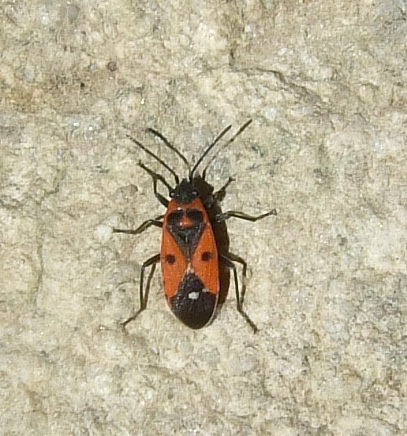 Lygaeidae: Melanocoryphus albomaculatus della Corsica