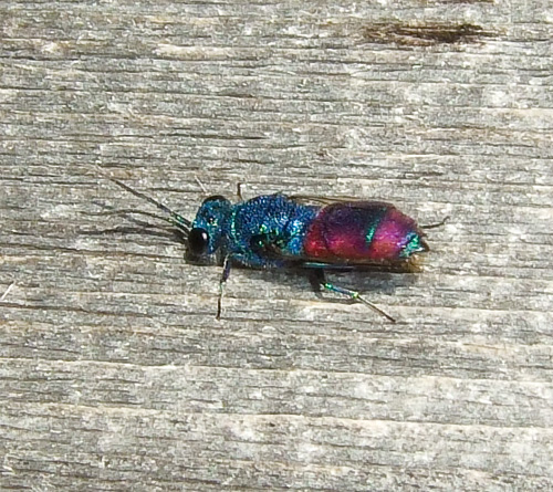 Da identificare - Chrysididae... Chrysis melaensis