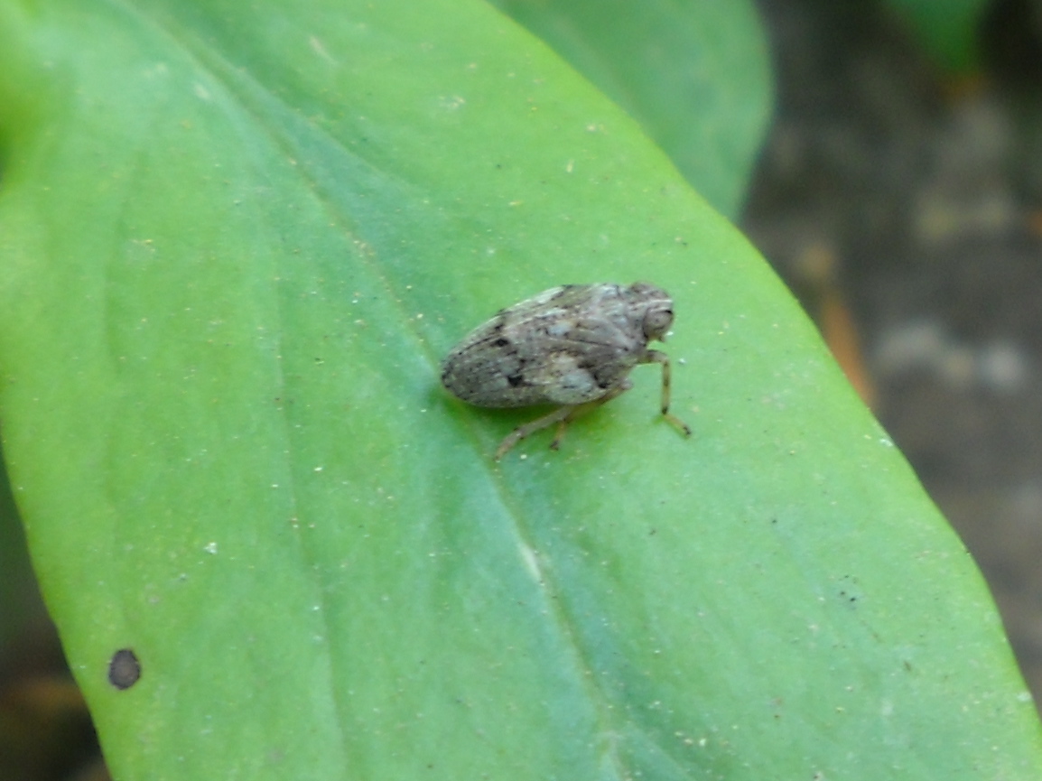 Isside (?)...certo fam. Issidae; genere Issus sp.