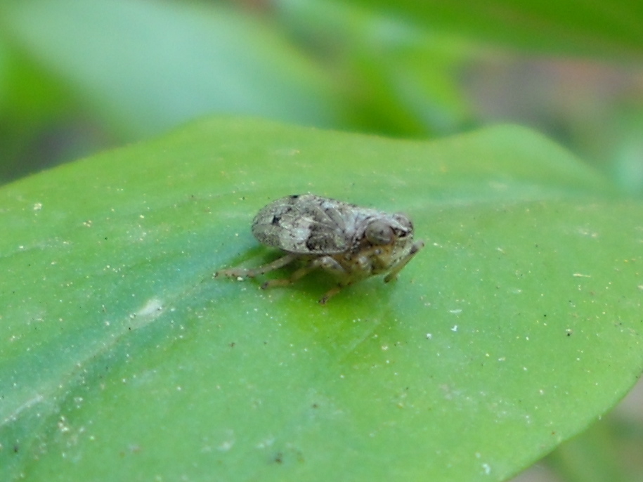 Isside (?)...certo fam. Issidae; genere Issus sp.