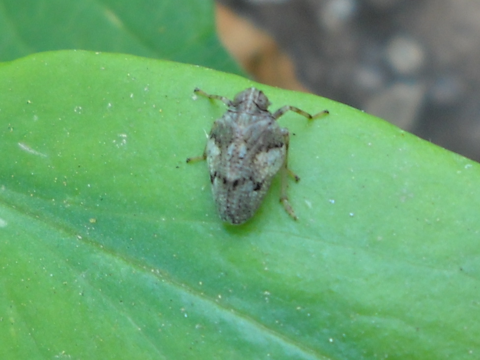 Isside (?)...certo fam. Issidae; genere Issus sp.