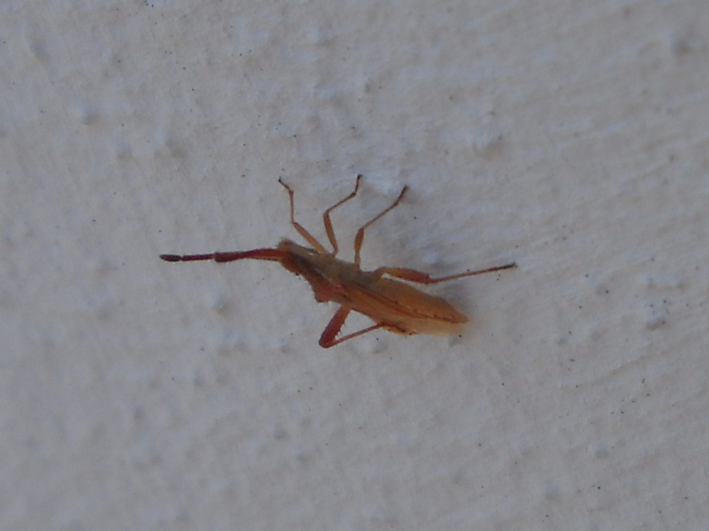 Coreidae: Coriomeris cf. affinis