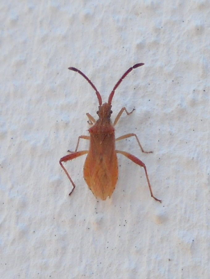 Coreidae: Coriomeris cf. affinis