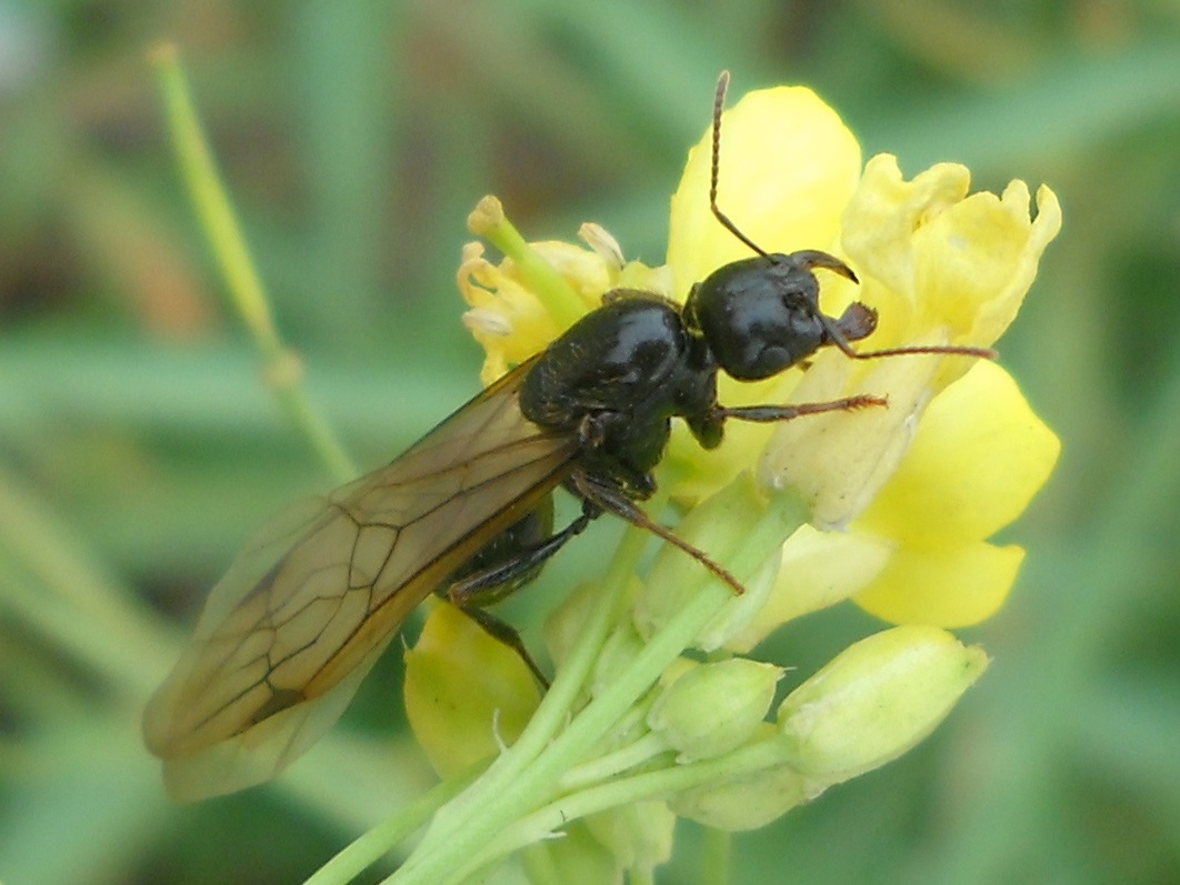 formicidae - Messor sp.