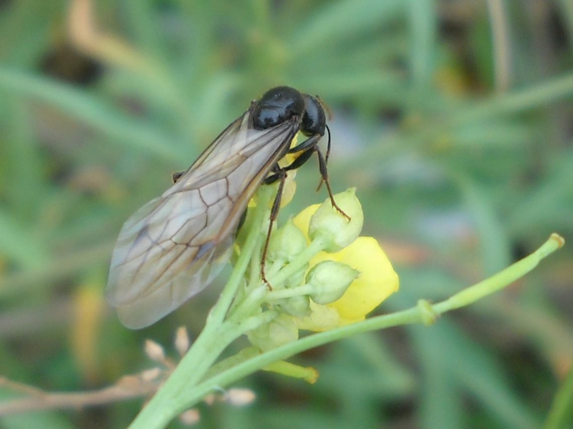 formicidae - Messor sp.