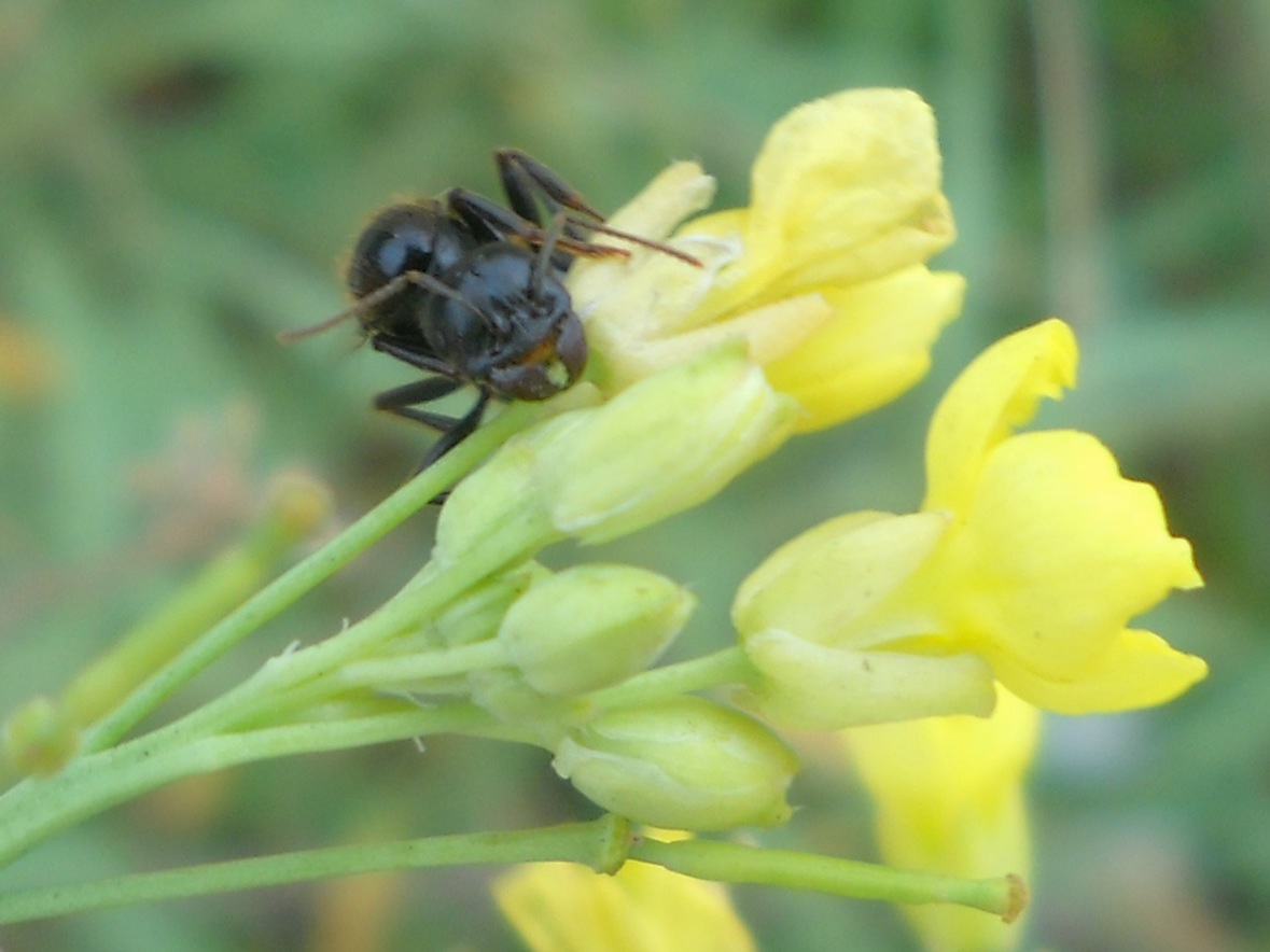 formicidae - Messor sp.