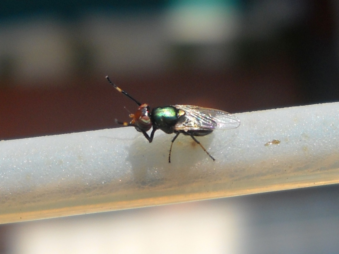 Physiphora alceae  (Ulididae)